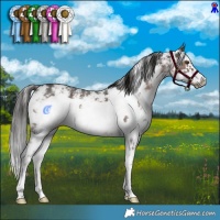 Horse Color:Liver Chestnut Sabino Frame 