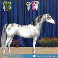 Horse Color:Liver Chestnut Sabino Frame