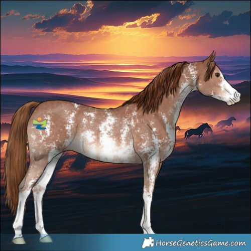 Horse Color:Chestnut Sabino Rabicano 