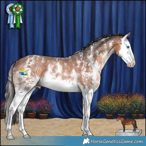 Horse Color:Bay Sabino Splash Rabicano 