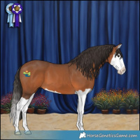 Horse Color:Bay Splash 