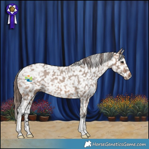 Horse Color:Brown Dun Appaloosa 