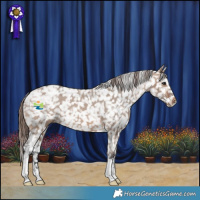 Horse Color:Brown Dun Appaloosa 