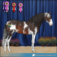 Horse Color:Brown Sabino 