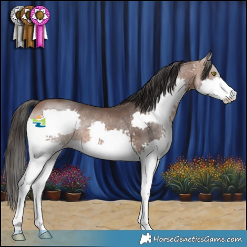 Horse Color:Bay Splash Rabicano 