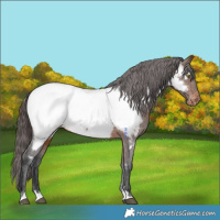 Horse Color:Brown Appaloosa