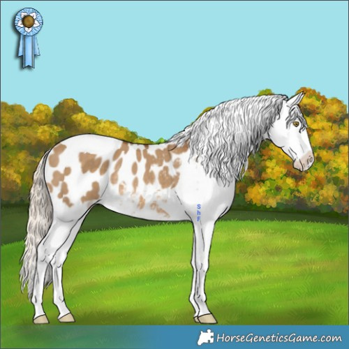 Horse Color:Chocolate Palomino Dun Tobiano Appaloosa Rabicano 