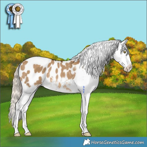 Horse Color:Chocolate Palomino Dun Tobiano Appaloosa Rabicano 