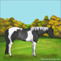Horse Color:Black Tobiano Rabicano 
