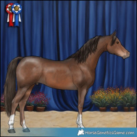 Horse Color:Liver Chestnut Tobiano 