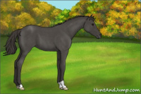 Horse Color:Smoky Blue Roan 