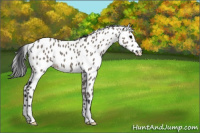 Horse Color:Grullo Appaloosa 