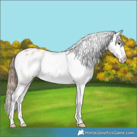 Horse Color:Bay Roan Varnish 