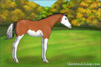 Horse Color:Bay Splash 
