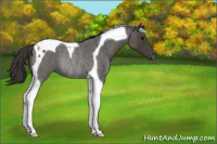 Horse Color:Smoky Blue Roan Tobiano Rabicano 