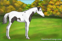 Horse Color:Smoky Black Splash Tobiano