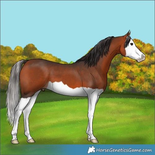 Horse Color:Bay Splash 