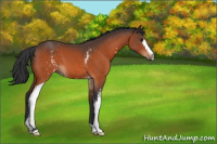 Horse Color:White Spotted Brown 