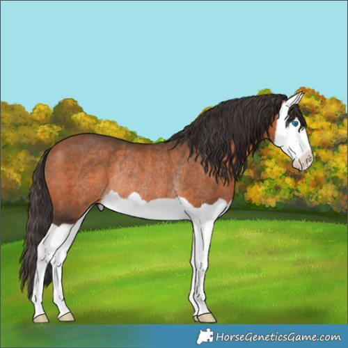 Horse Color:Bay Splash Rabicano 
