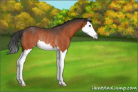 Horse Color:Brown Sabino Splash Rabicano