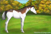 Horse Color:Brown Sabino Splash Varnish Rabicano 