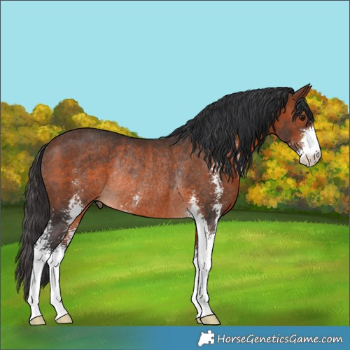 Horse Color:Brown Sabino Rabicano 