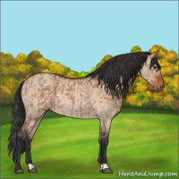 Horse Color:Bay Dun  and Bay Roan Dun 