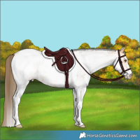 Horse Color:White Spotted Buckskin Roan Appaloosa