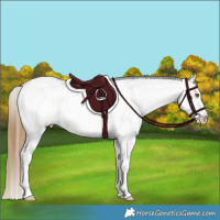 Horse Color:White Spotted Buckskin Roan Blanket 