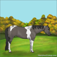 Horse Color:Grullo Tobiano 