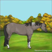 Horse Color:Grullo Tobiano 