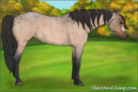 Horse Color:Bay Roan Dun 