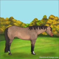 Horse Color:Bay Dun 