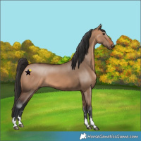Horse Color:Bay Dun 