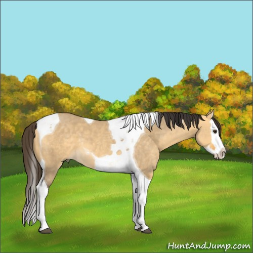 Horse Color:Buckskin Dun Splash Tobiano 