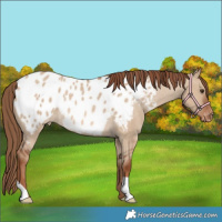 Horse Color:Red Dun Appaloosa Rabicano 