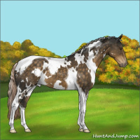 Horse Color:White Spotted Chocolate Palomino Tobiano 