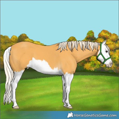 Horse Color:Palomino Splash 