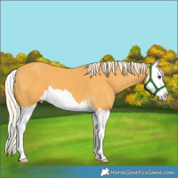 Horse Color:Palomino Splash 