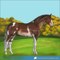 Horse Color:White Spotted Liver Chestnut Tobiano 