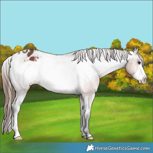 Horse Color:Bay Frame Appaloosa 
