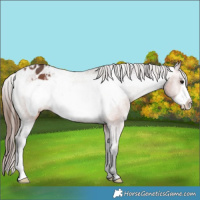 Horse Color:Bay Frame Appaloosa