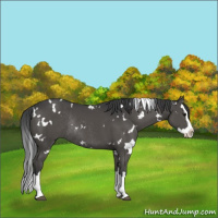 Horse Color:White Spotted Black Splash Rabicano 