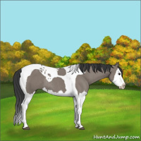 Horse Color:Grullo Splash Tobiano Rabicano 