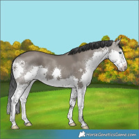 Horse Color:Platinum Grullo Splash 