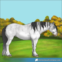 Horse Color:Blue Roan Sabino Splash