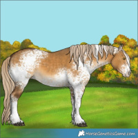 Horse Color:White Spotted Chocolate Palomino Dun Tobiano 