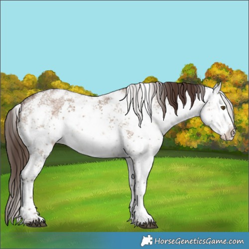 Horse Color:White Spotted Liver Red Dun Sabino Rabicano 