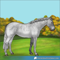 Horse Color:Silver Blue Chinchilla Roan 