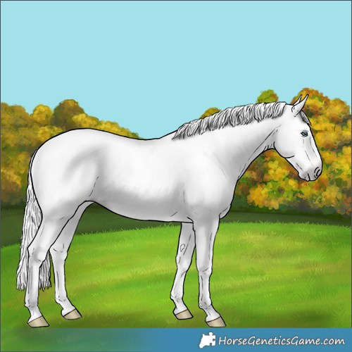 Horse Color:Gray Cremello Dun Sabino 